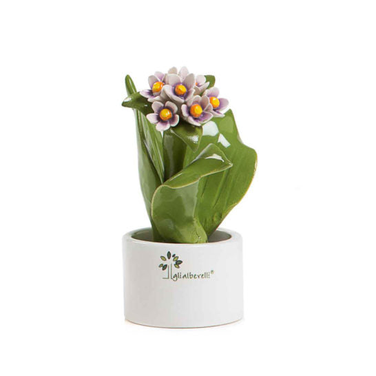 PIANTA NATURA MIGNON GIACINTO