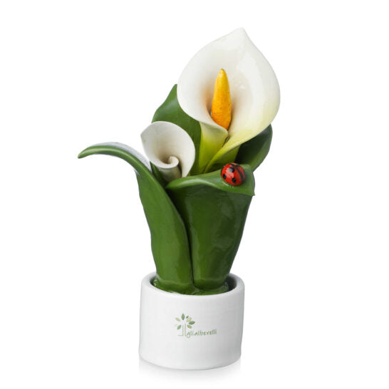 PIANTA NATURA 2 FIORI CALLA