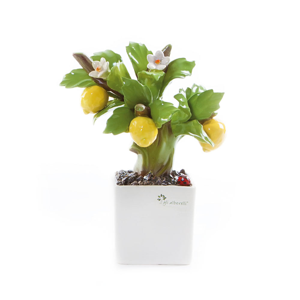 PIANTA BONSAI LIMONE