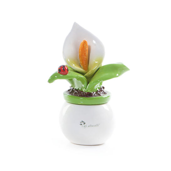 PIANTA ALLEGRA CALLA