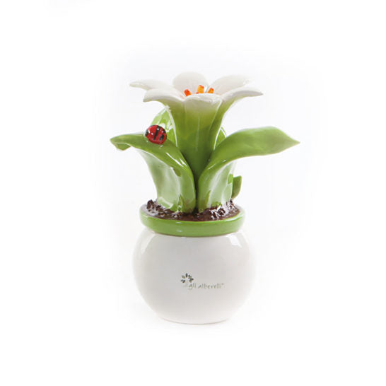 PIANTA ALLEGRA GIGLIO