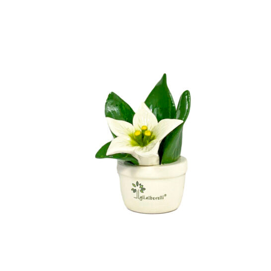 PROFUMINA STELLA DI NATALE BIANCA