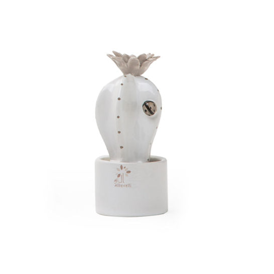 PIANTINA GRASSA PANNA ASTROPHYTUM