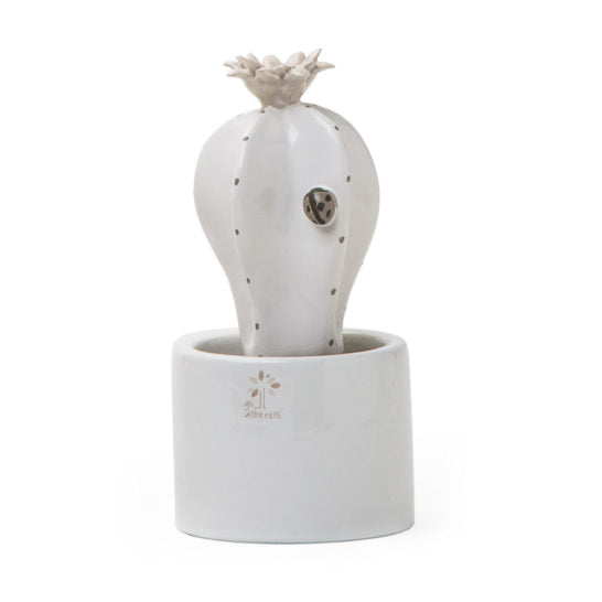 PIANTINA GRASSA PANNA ASTROPHYTUM