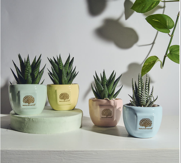 TONDO PICCOLO PASTELLO